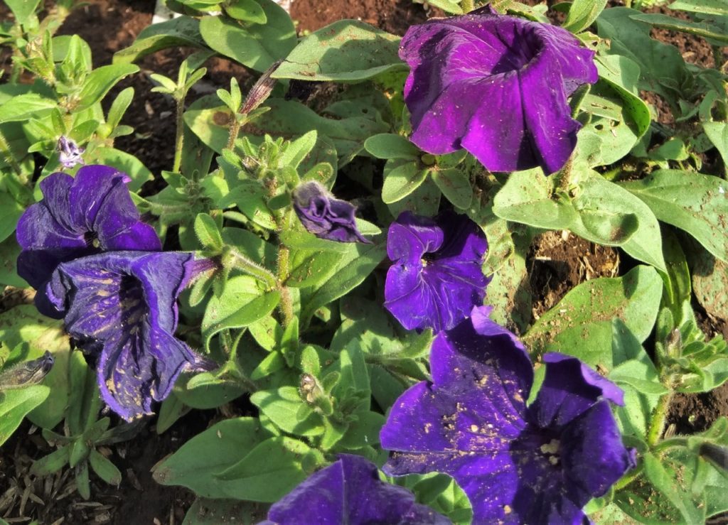 leggy petunia plant with wilting flowers and straggly green foliage growing from the ground
