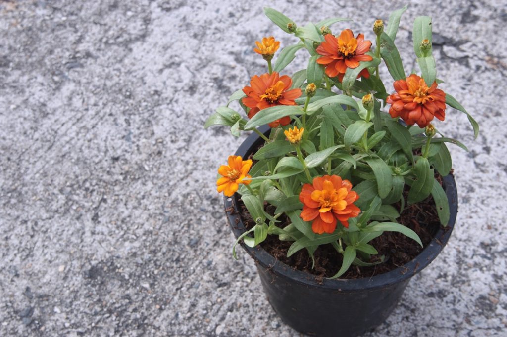 potted zinnia plant with orange double-flowers and lanceolate leaves
