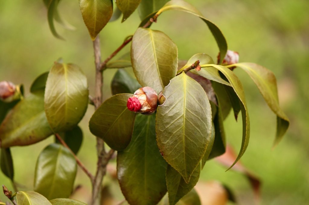 Master Horticulturist Shares 5 Reasons Your Camellia Leaves Have Brown
