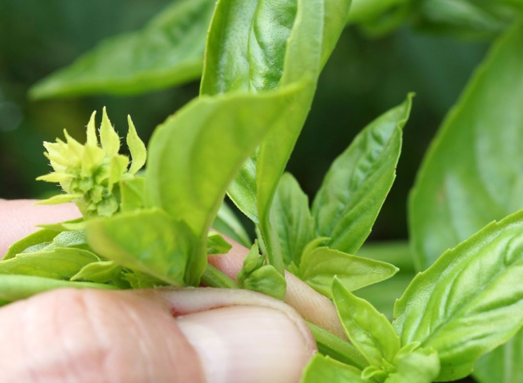 gardener pinching the stem of a green plant to make it bushier