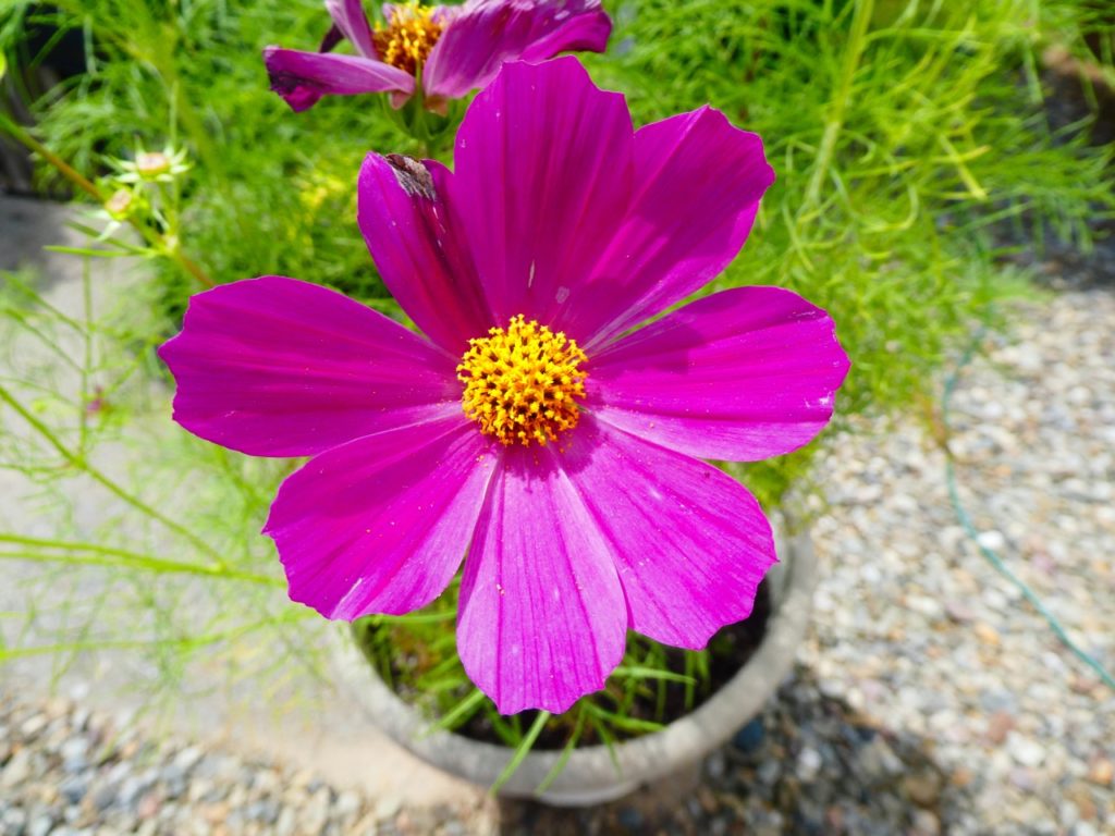 closeup of a pink, eight-petalled cosmos flower growing from a plant pot