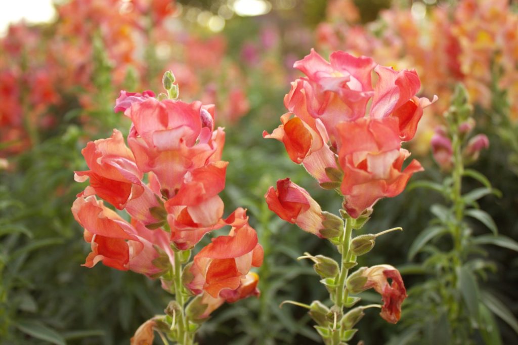 inflorescences of peachy coloured flowers atop of erect green stems from a snapdragon plant