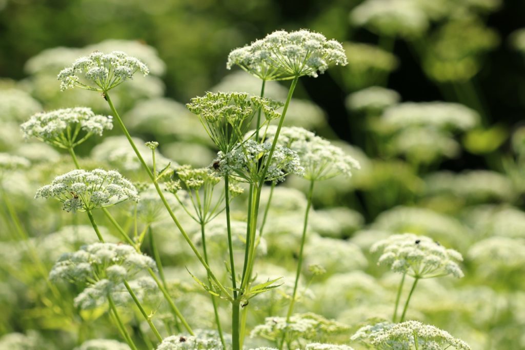 bishop&rsquo;s weed with tall stems and white flowers growing in flattops