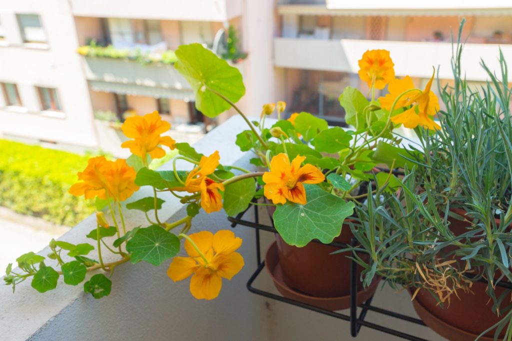Growing Nasturtiums In Pots Top Tips Horticulture.co.uk