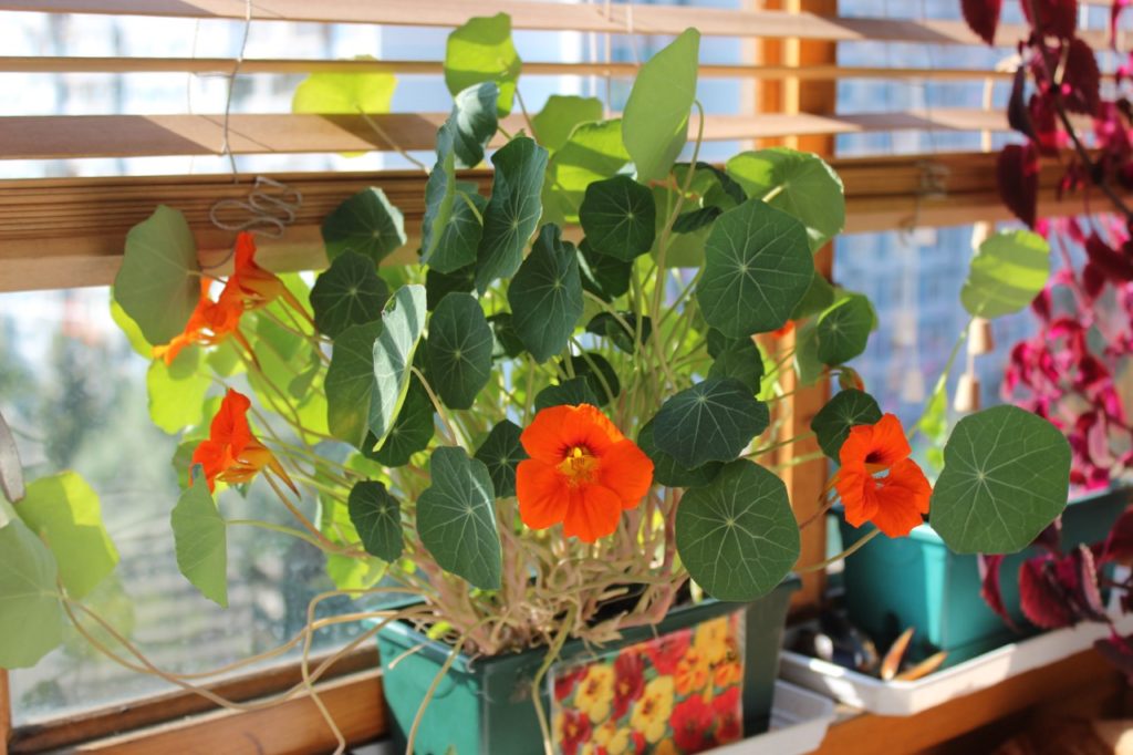 How To Care For Nasturtiums Indoors Horticulture.co.uk