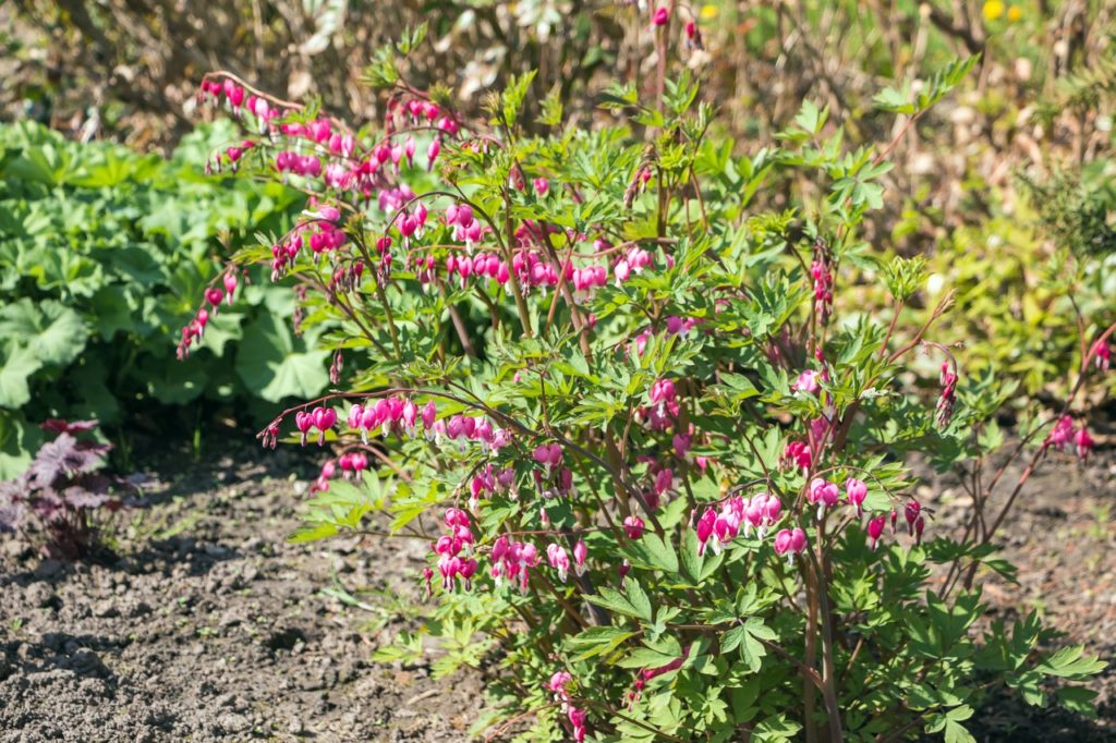 small dicentra shrub with drooping stems doting heart-shaped pink blooms and lobed leaves