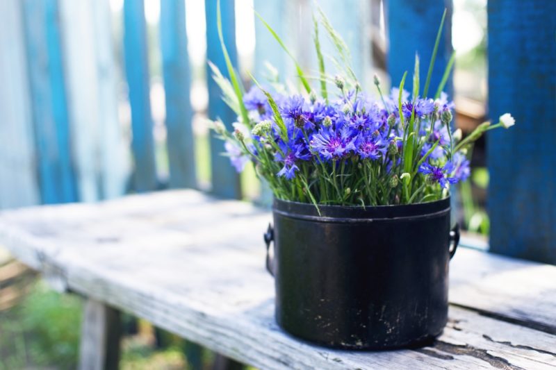 6 Tips When Growing Cornflowers In Pots From Horticulturist Peter Lickorish Horticulture Magazine