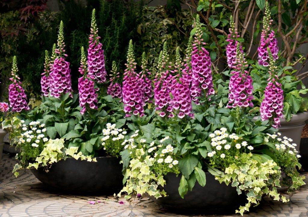 tall stems of Digitalis purpurea with bell-shaped pink flowers and big green heart-shaped leaves growing from large black containers with ivy and other plants