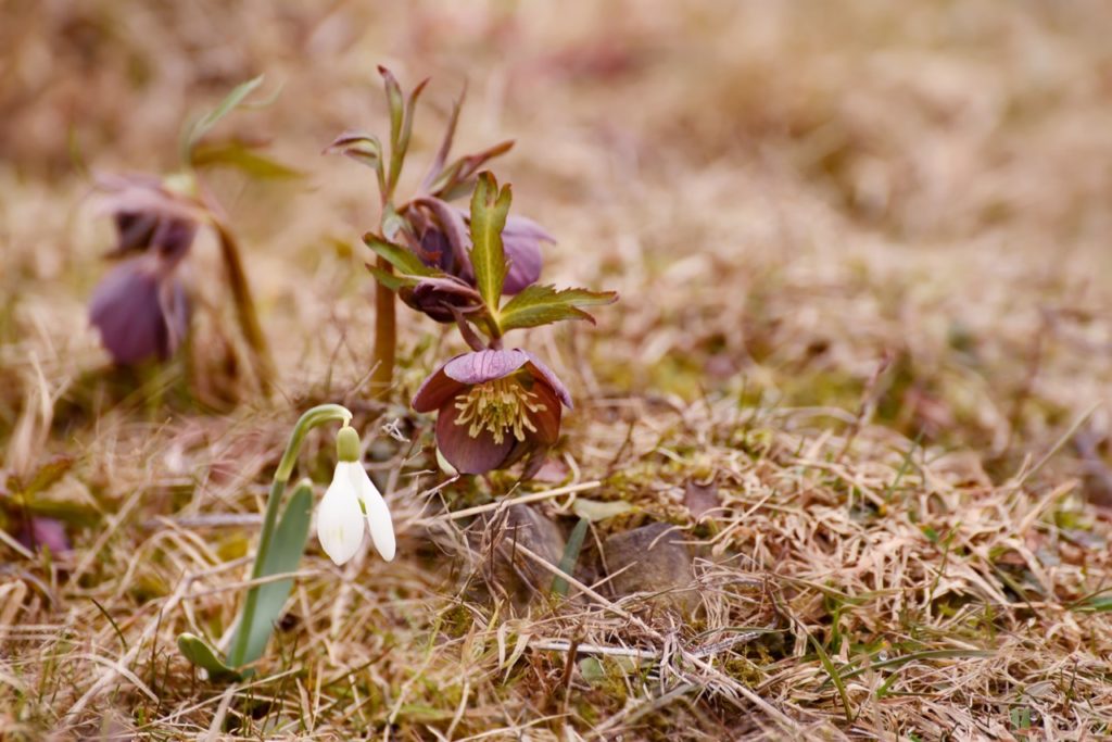 hellebore atrorubens subsp. croaticus growing alongside a single white snowdrop flower