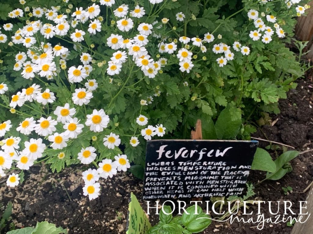 closeup of labelled feverfew in flower as part of Glastonbury permaculture gardens