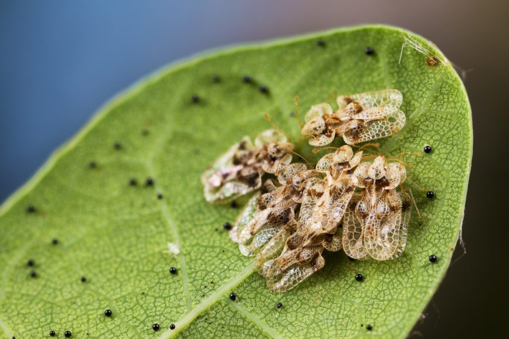 Pieris lace bugs with brown wings resting on a green leaf that has been covered in their tiny round black eggs