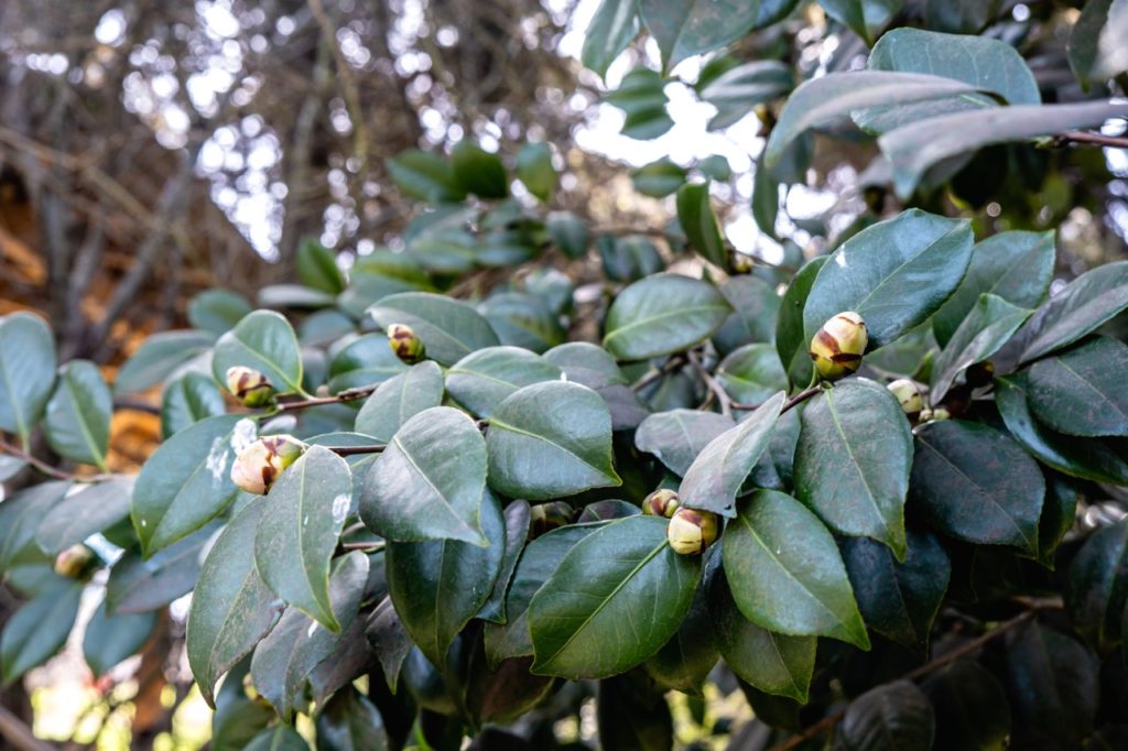ovate leaves and cream-green buds from a camellia shrub that are starting to brown at the edges