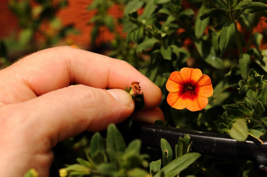 gardener pinching the stem of an orange flowering petunia plant