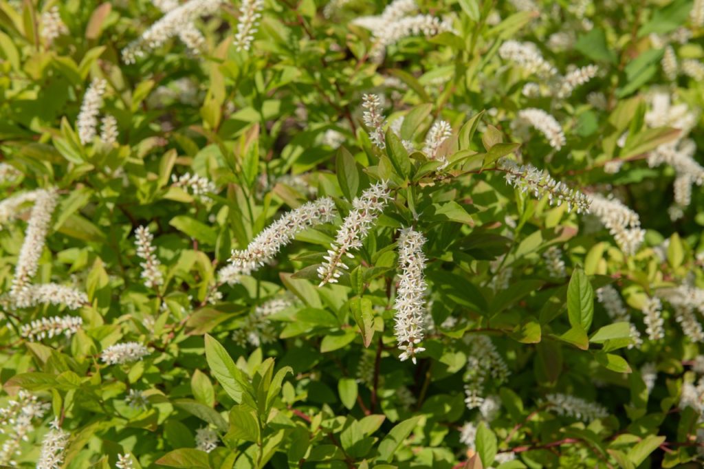 clusters of tiny white flowers growing from stems of a shrubby willow plant