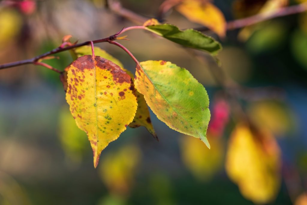 Brown Leaves On Your Apple Tree? These Solutions Can Help With Recovery