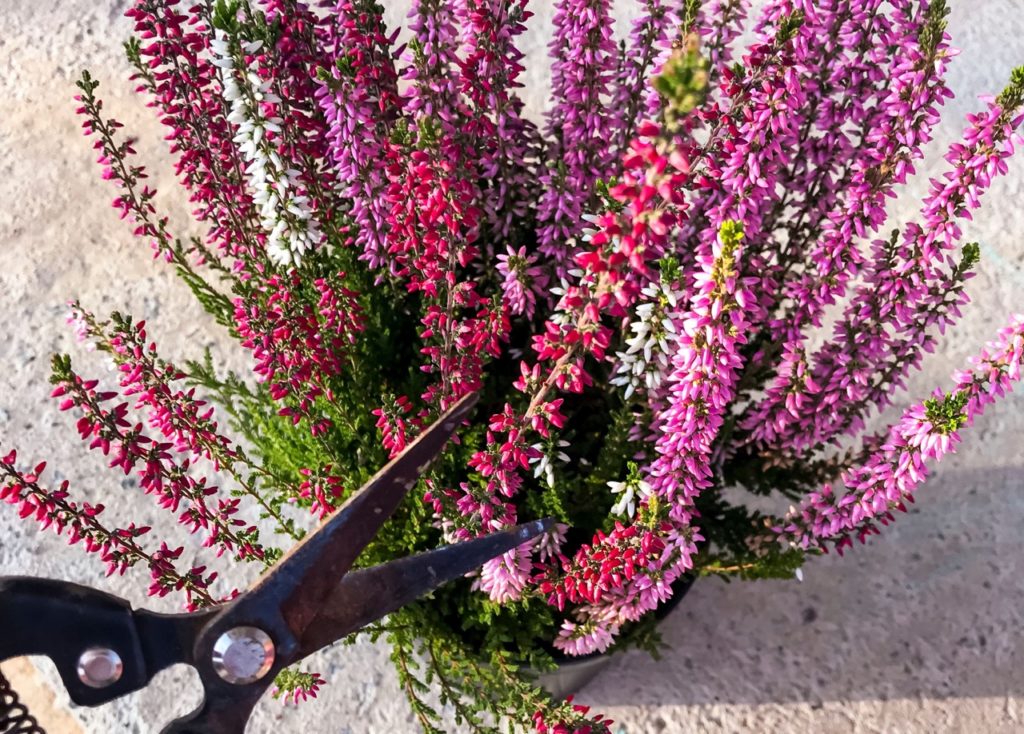 garden scissors being used to prune potted heather with pink, white and lilac coloured flowers