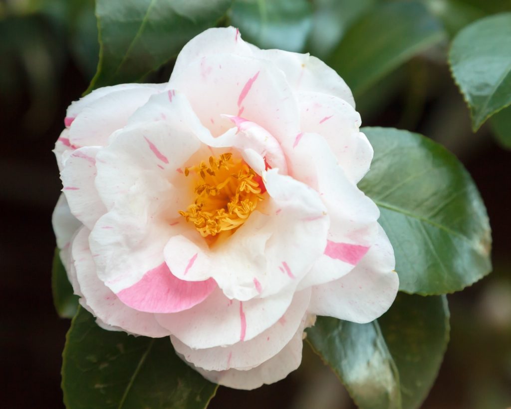 camellia japonica ‘tricolor’ flower with white petals that are striped with pink patches and golden-yellow stamens in a cluster at the flower’s centre