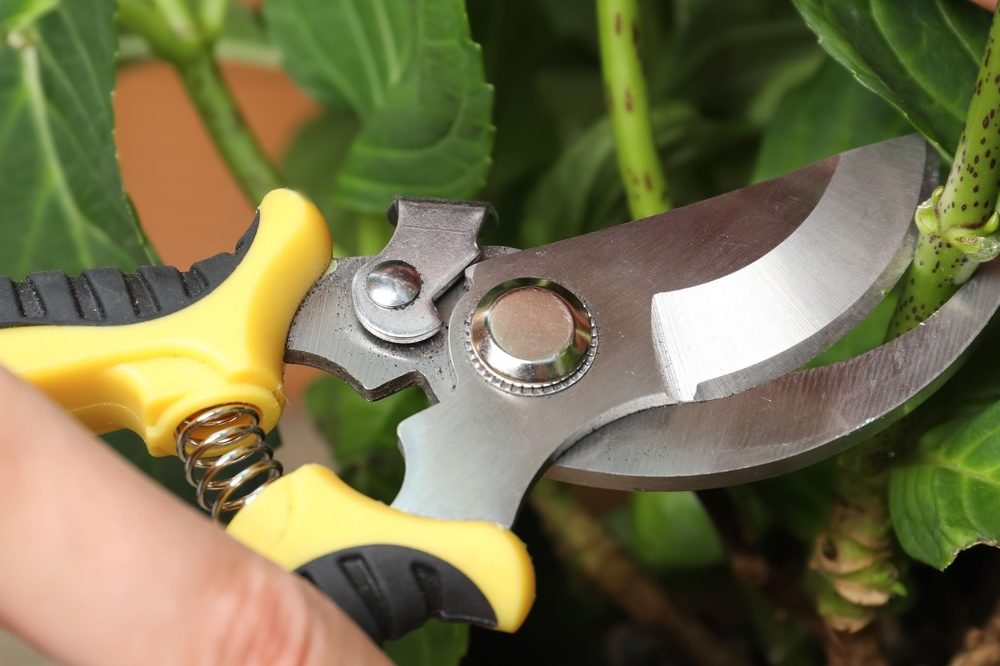 a pair of yellow secateurs being used to cut the black-spotted stem of a shrub