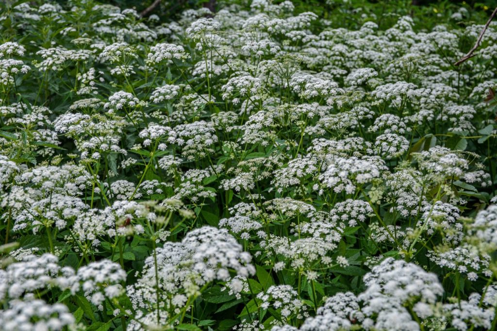 ground elder plants with umbels of tiny white flowers on tall stalks