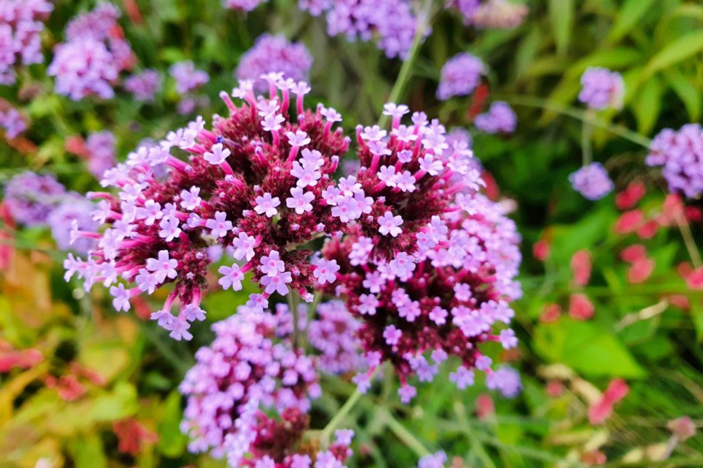 close-up of pink flowering verbena bonariensis ‘Buenos Aires’