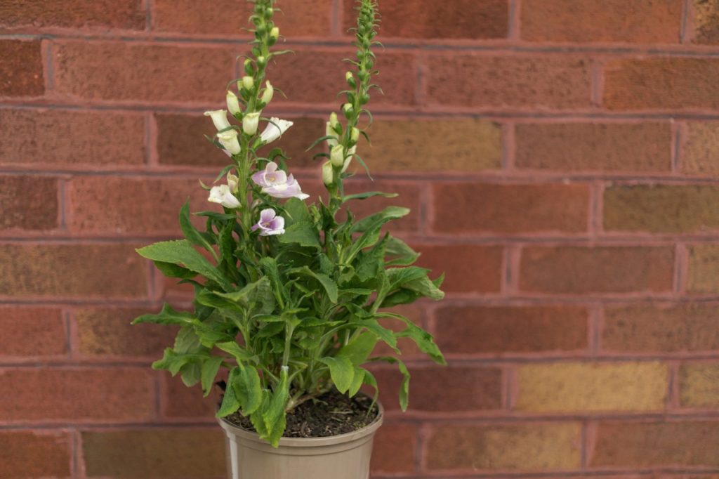 a small flowering foxglove plant with pale-pink flowers and green leaves growing in a container in front of a brick wall