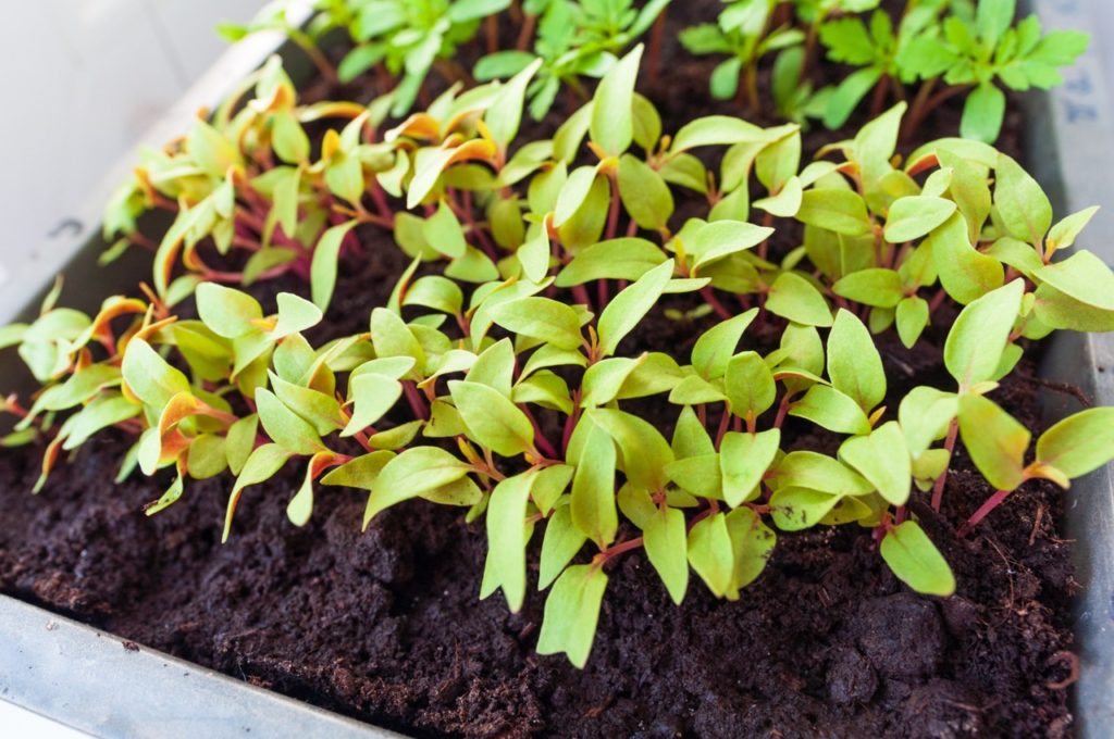 green-leaved celosia seedlings with red stems growing inside a large tray