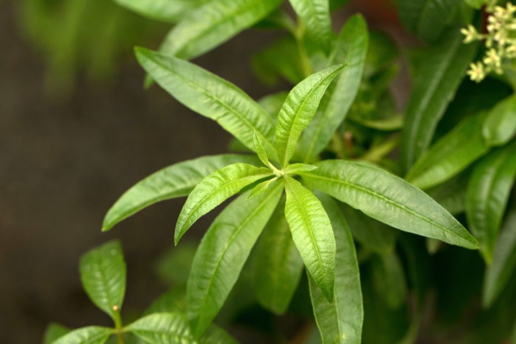lemon verbena with visible new growth