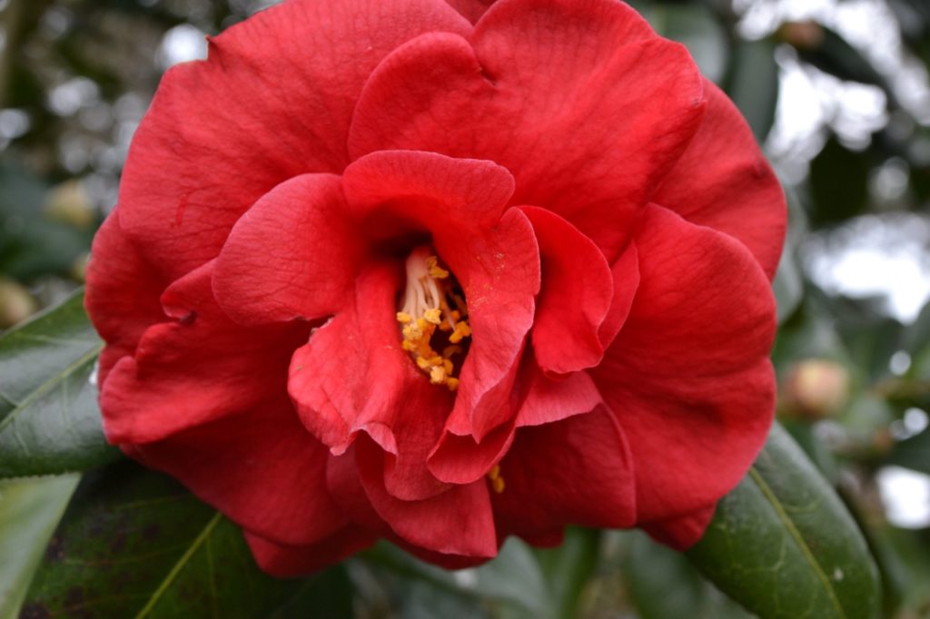the rosette-forming red flower from a camellia &lsquo;adolphe audusson&rsquo; plant