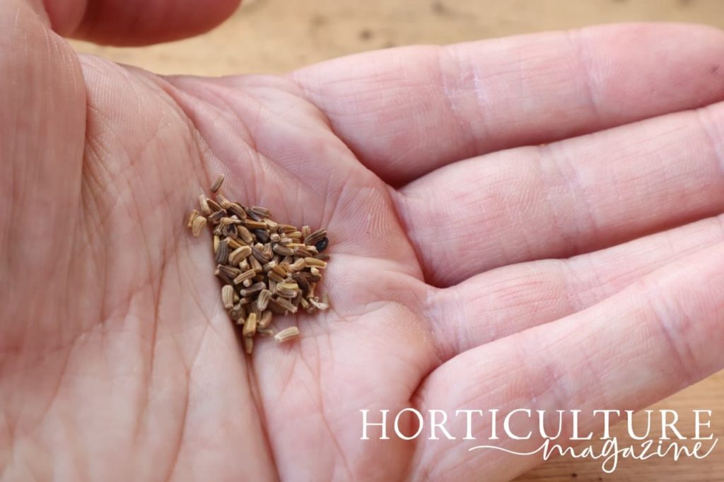 Sowing Chrysanthemums In 5 Steps Horticulture Magazine