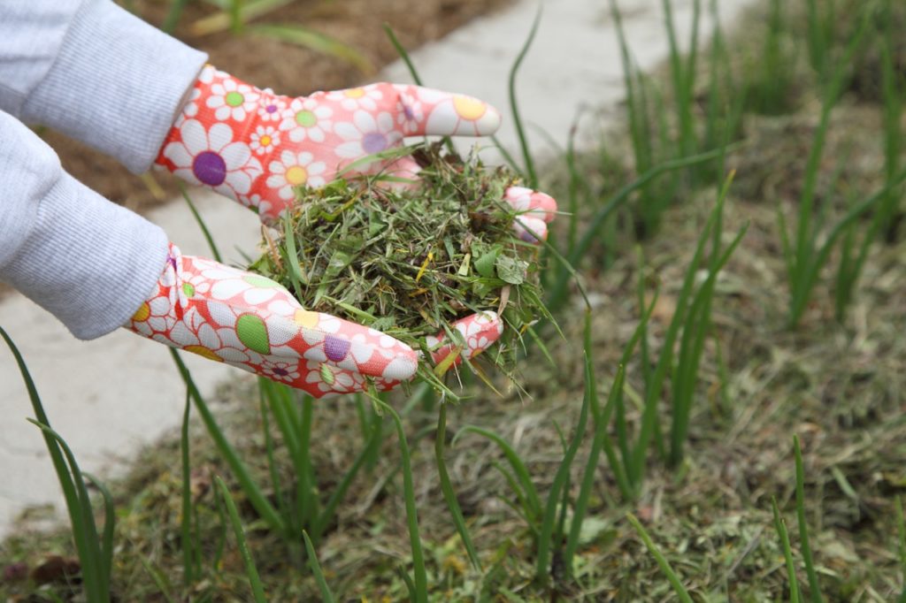 gloved gardener holding a handful of chopped green foliage that is about to be dropped as a mulch over some spring onions growing in rows