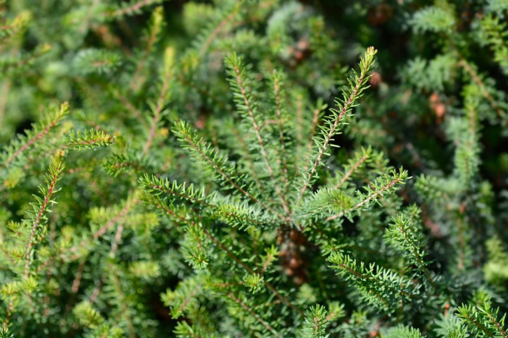 a tree heather shrub with thin green leaves growing on woody stems