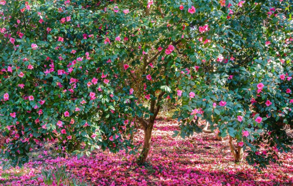 a huge camellia tree with an abundance of pink blooms growing on the tree and scattered on the floor beneath it