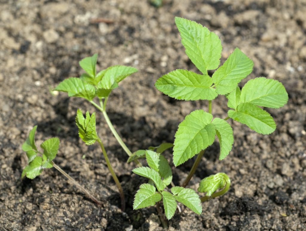 serrated A. podagraria leaves emerging from soil