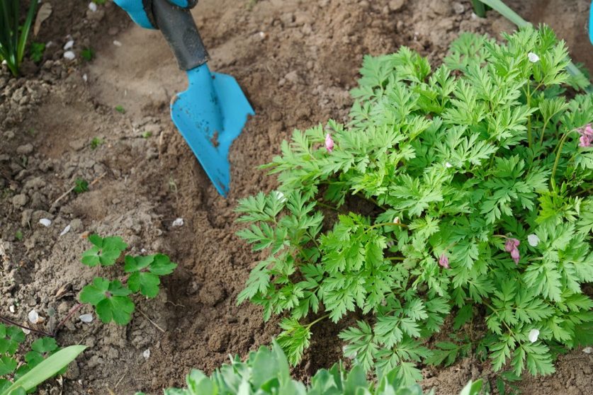 young bleeding hearts plant with a few pink flowers emerging amongst the foliage