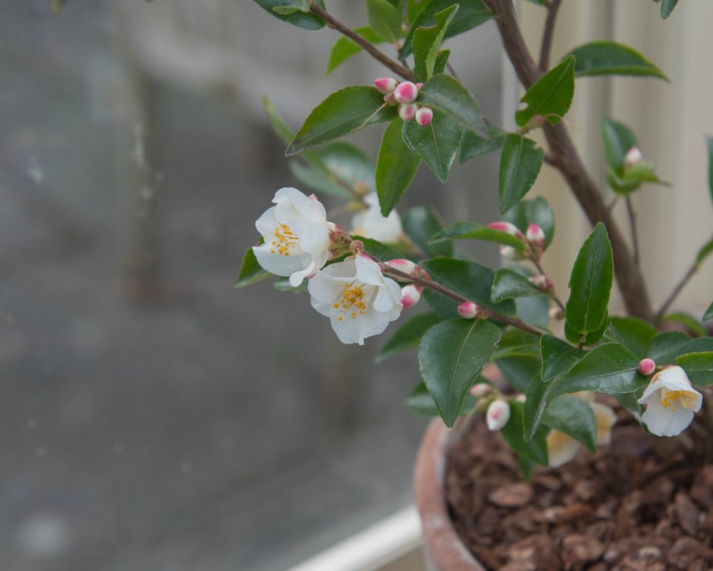 Don't Ignore These 5 Key Tips When Growing Camellia In Pots