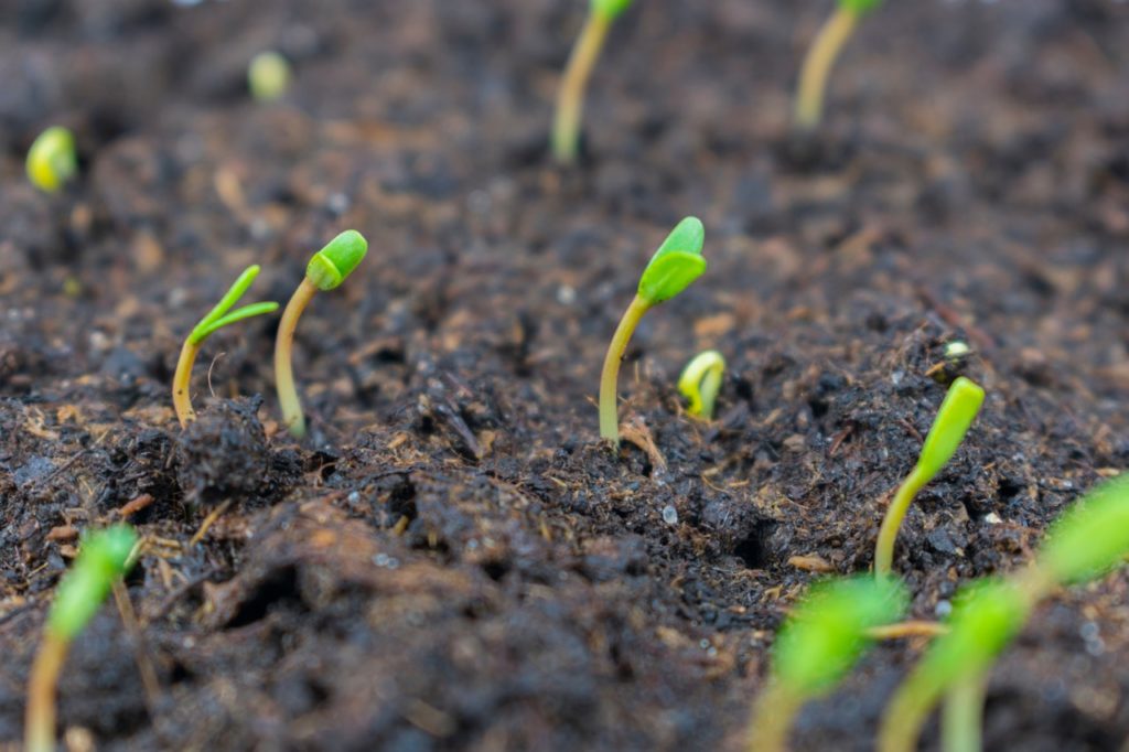green marigold seedlings sprouting after being direct sown outside