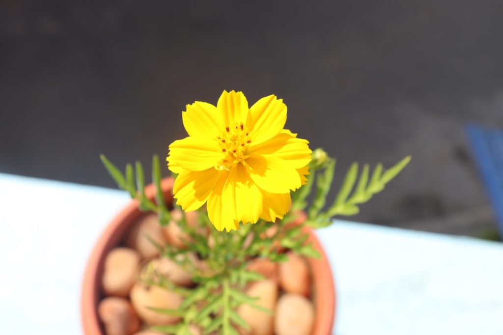C. sulphureus with thin spiny leaves and a single flower growing from a pot covered with smooth stones