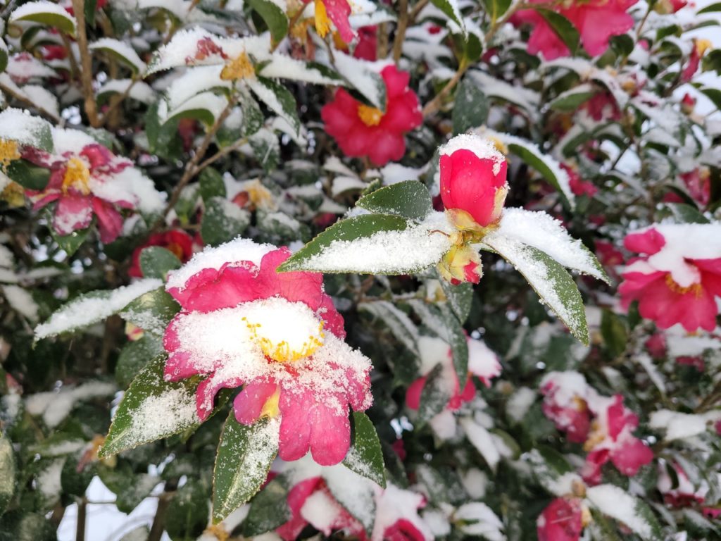 the pink blooms and foliage of a common camellia shrub covered by a fine layer of snow