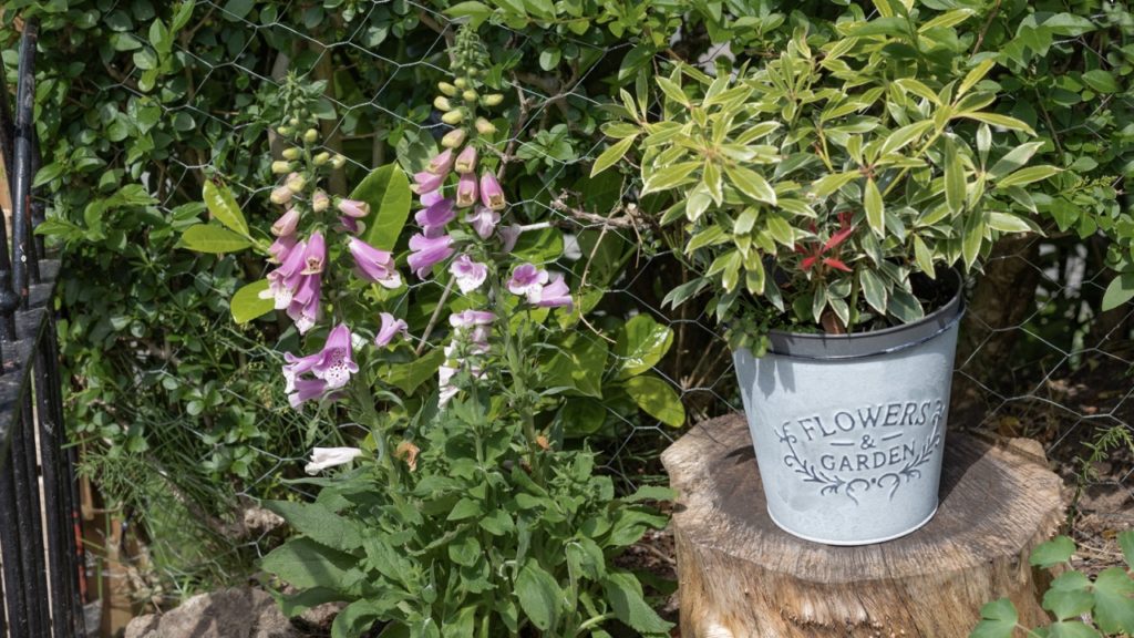 foxglove plant with pink flowers growing outside in front of a wire fence next to a potted photinia red robin