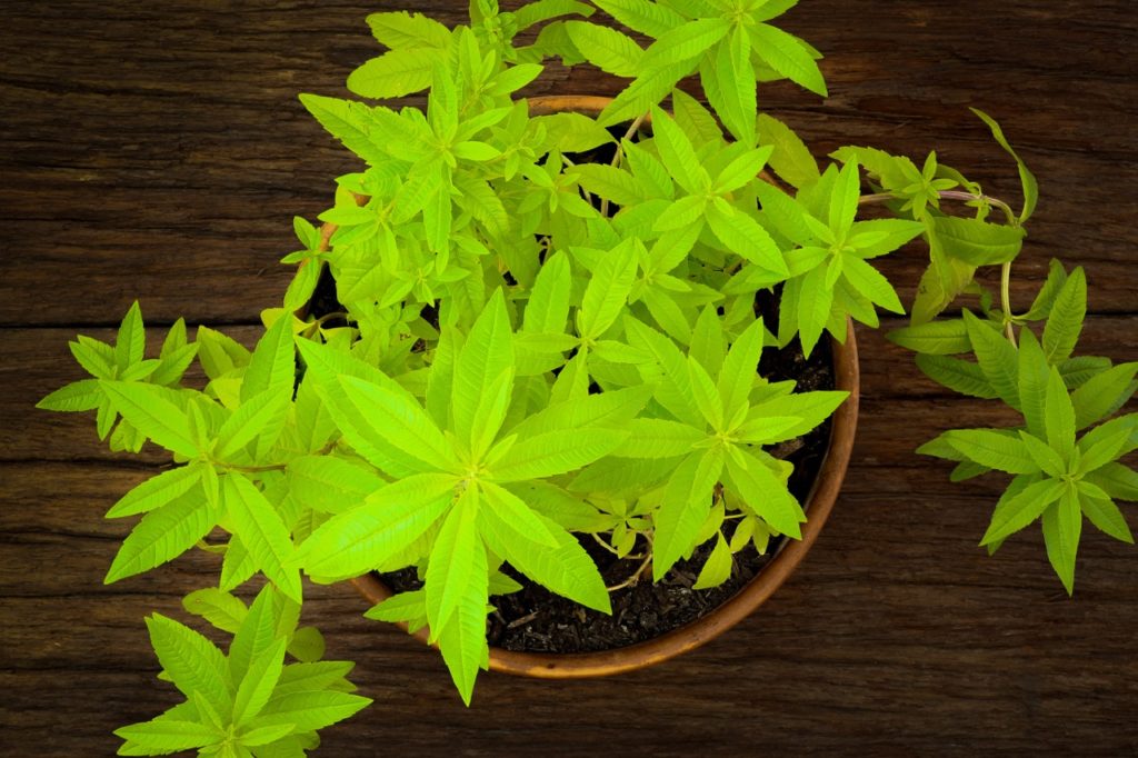 lemon verbena with bright green leaves growing in a round container on a wooden table