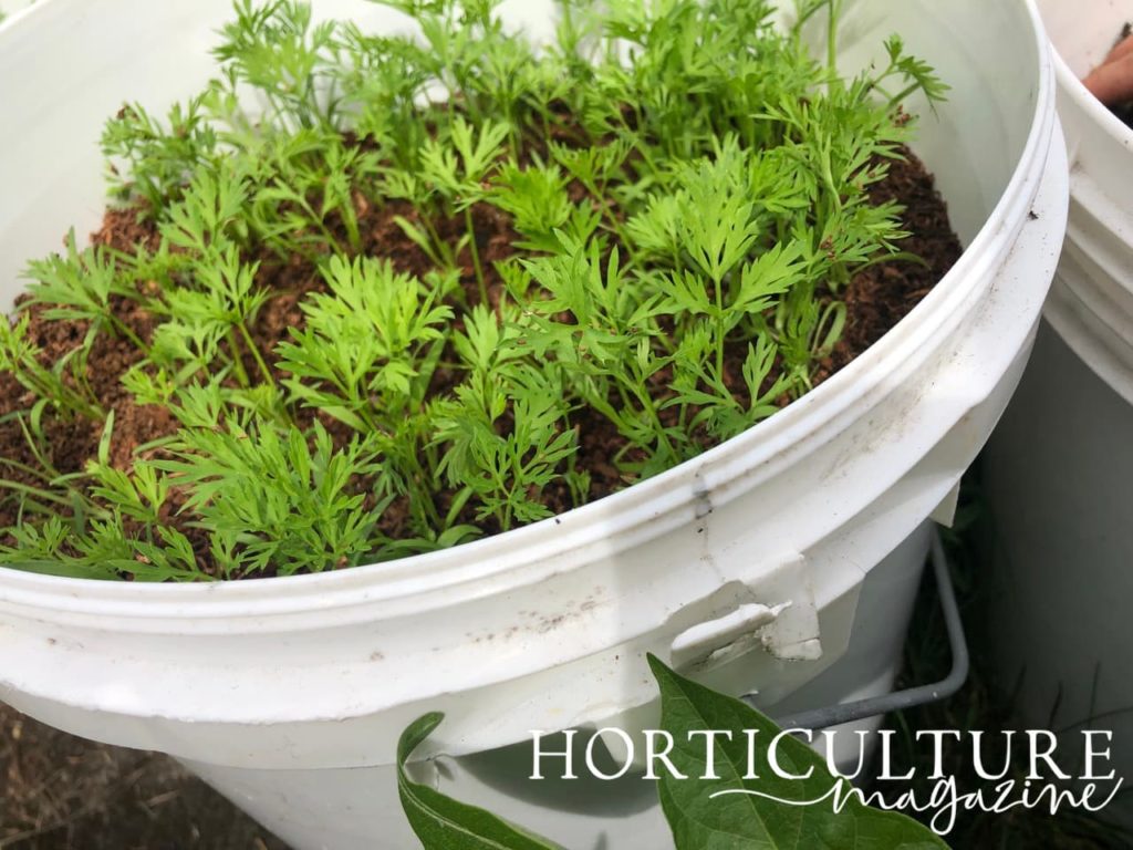 carrot seedlings growing from a large white pot