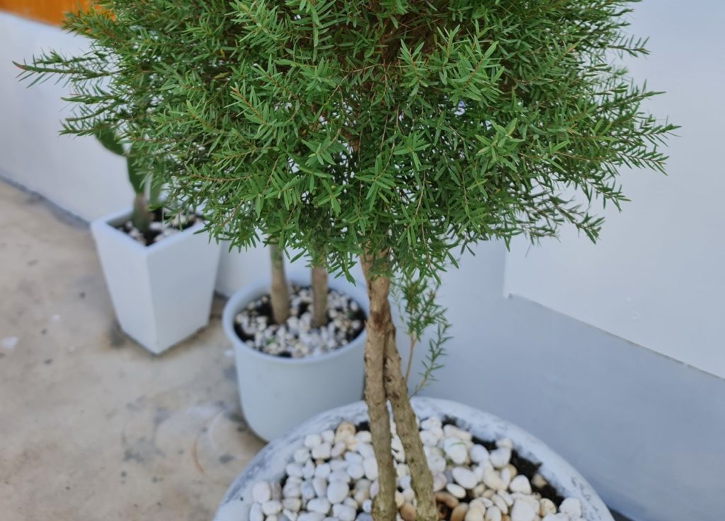 small potted willow tree with tiny lanceolate leaves growing on a patio