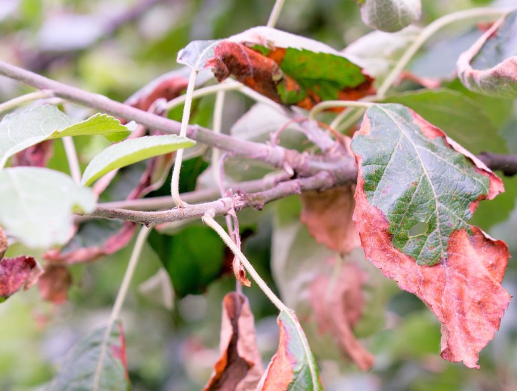 Brown Leaves On Your Apple Tree? These Solutions Can Help With Recovery