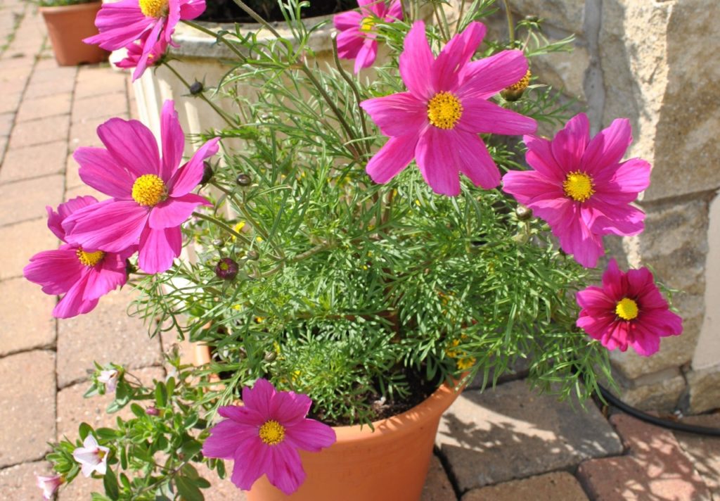 yellow stigmas in the centre of pink cosmos flowers growing tall from a patio pot