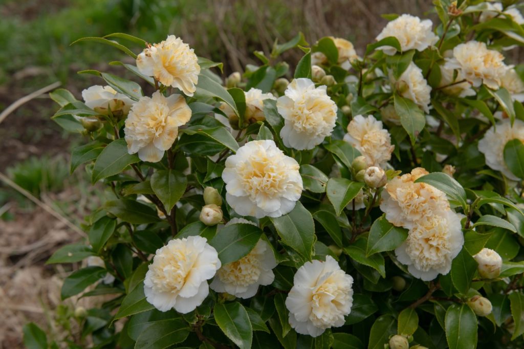 creamy blooms from a camellia japonica shrub