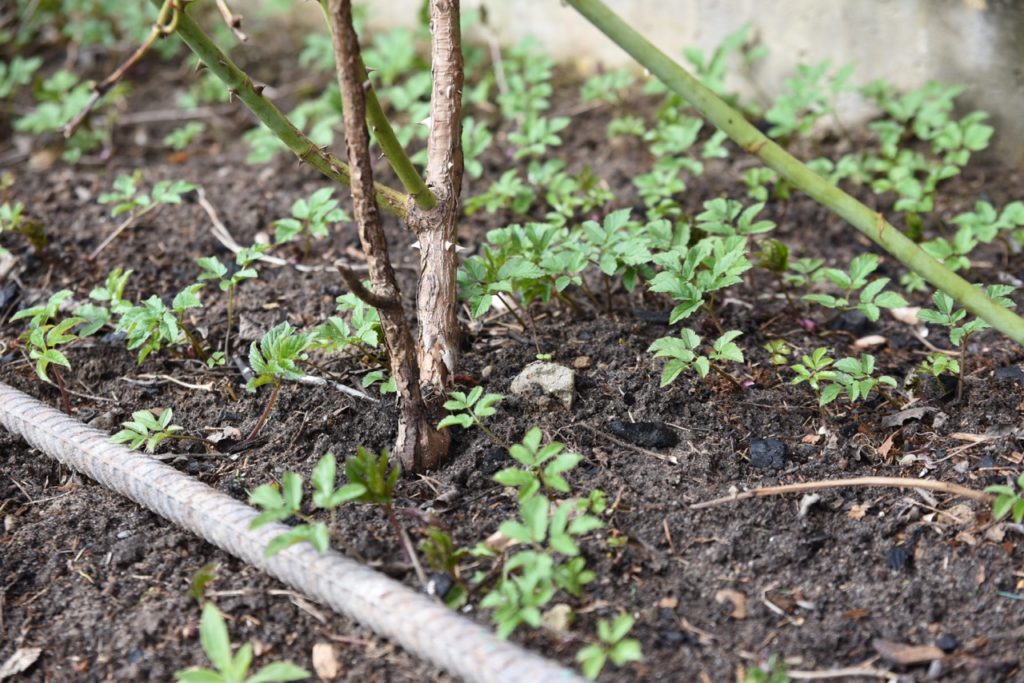 green shoots of ground elder plants emerging around the base of a rose shrub