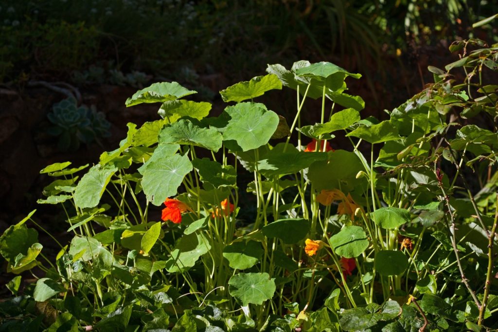 nasturtium with large green leaves and orange flowers growing outside