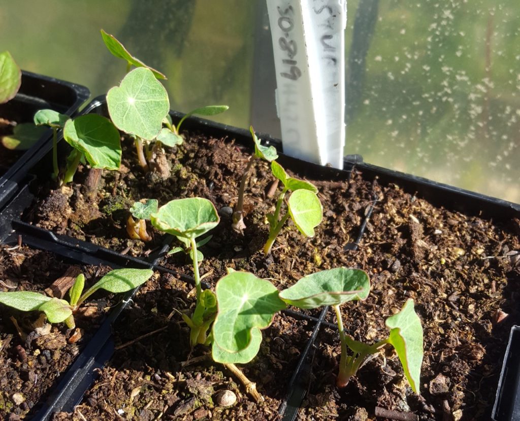 How To Care For Nasturtiums Indoors Horticulture.co.uk