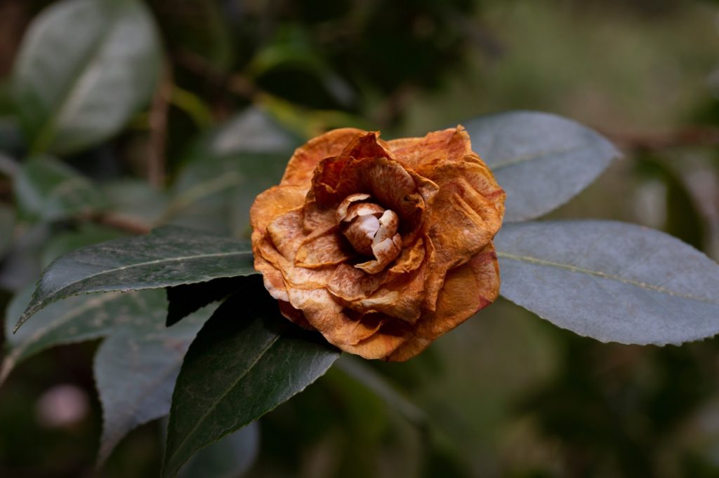 a brown, dying flower from a camellia shrub