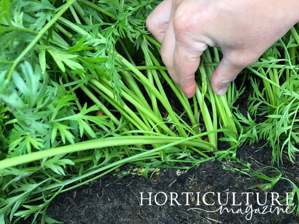 hand shown working through the stems of established carrot plants